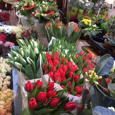 Napoleon Apartment *